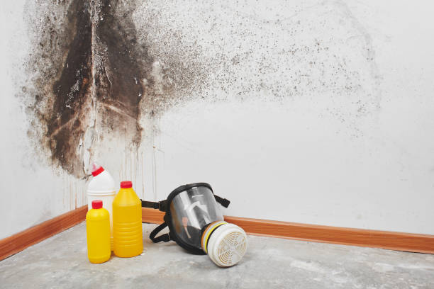 Best Insurance-Related Mold Remediation in White Salmon, WA