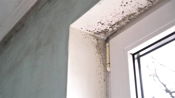 Trusted White Salmon, WA Mold Remediation Experts