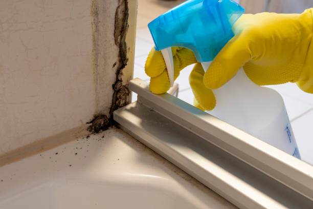 Best Bathroom Mold Remediation in White Salmon, WA