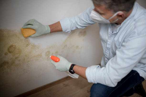 Best Black Mold Remediation in White Salmon, WA