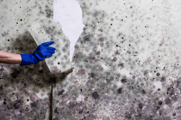 Best Attic Mold Remediation in White Salmon, WA